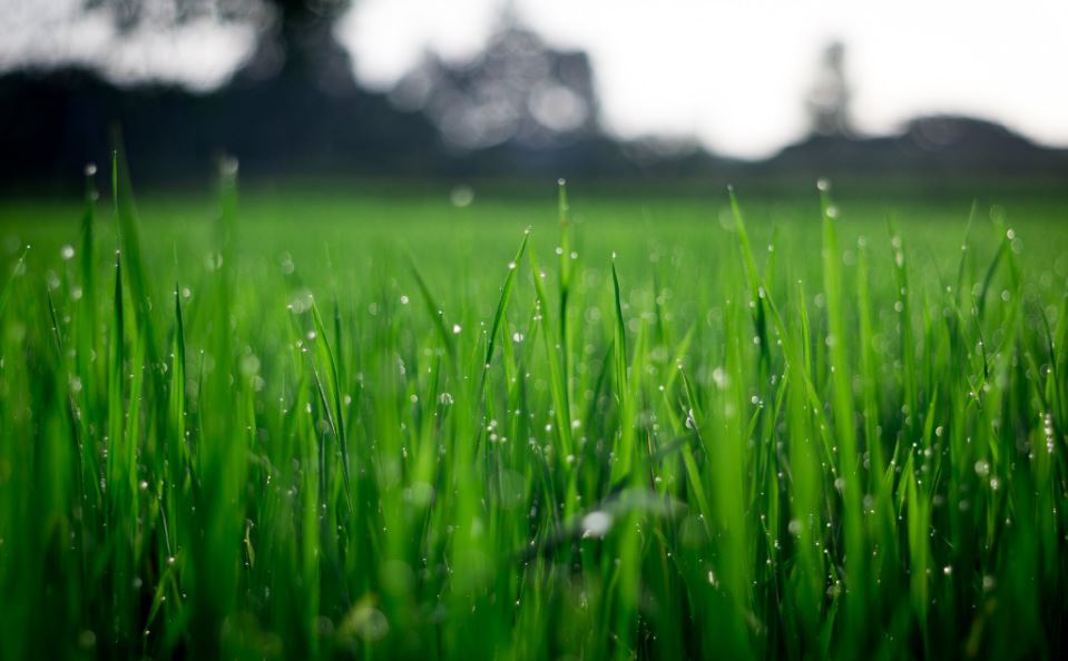 lush green lawn