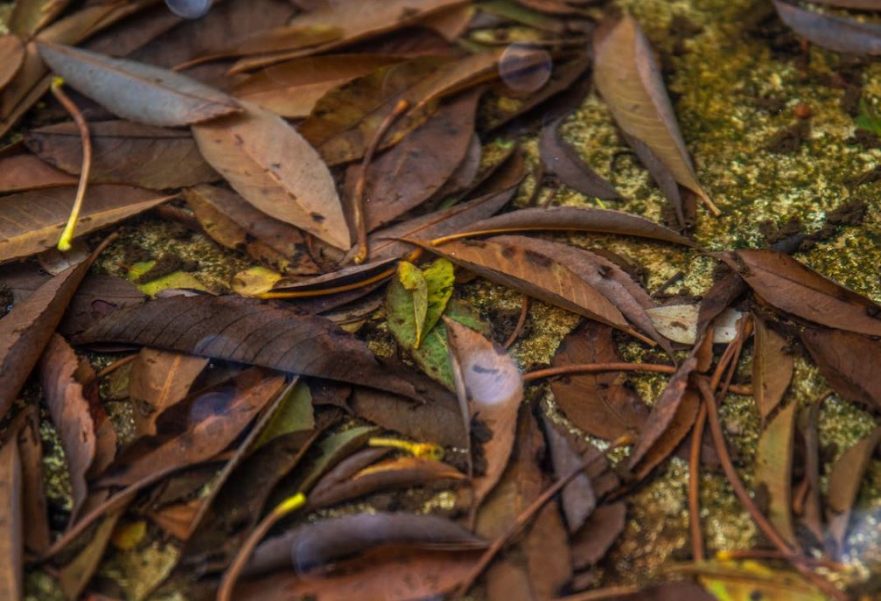 leaf waste in Sydney